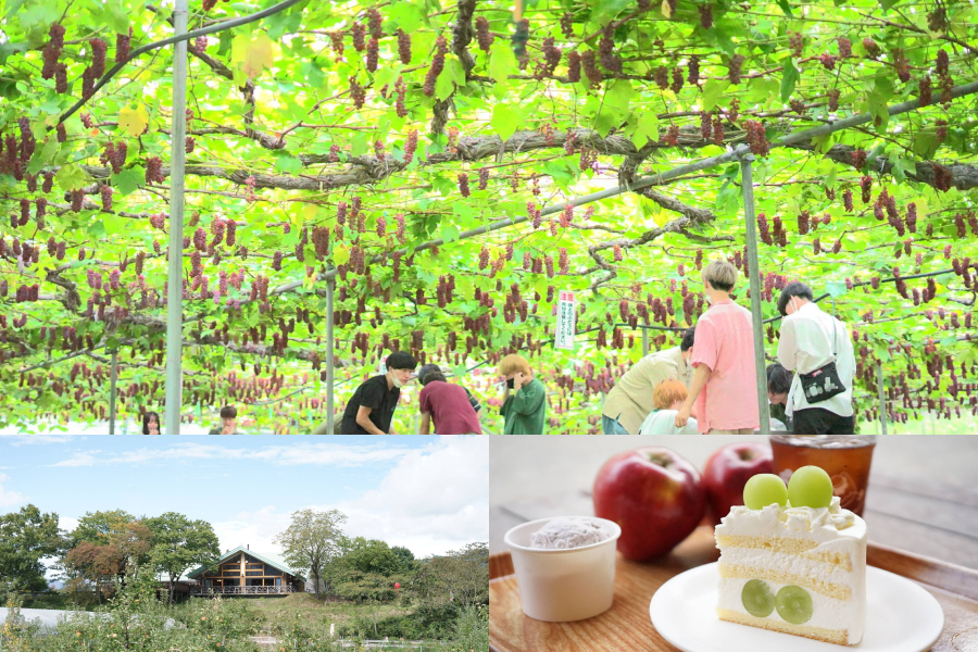 One tourist farm in Minakami Town, Gunma Prefecture holds fruit picking events across a 16-acre plot of land. Many people come here in group tours. Here, people are having fun picking and eating grapes grown in the highlands. The farm also sells popular seasonal cakes and gelato ice cream made with freshly picked fruits.