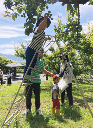 One family having fun picking Japanese plums, and jam made by taking away the sour taste these plums have when eaten raw.