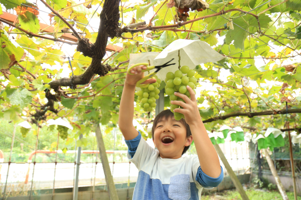 A tourist farm in Chichibu, Saitama Prefecture. A child is having fun harvesting grapes that were grown with soil that does not contain any chemical fertilizers.