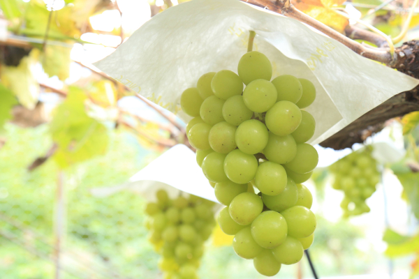 A tourist farm in Chichibu, Saitama Prefecture. A child is having fun harvesting grapes that were grown with soil that does not contain any chemical fertilizers.