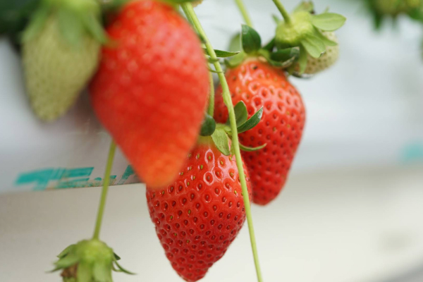 A hygienic greenhouse for strawberry picking. It is accessible to people with wheelchairs and prams.