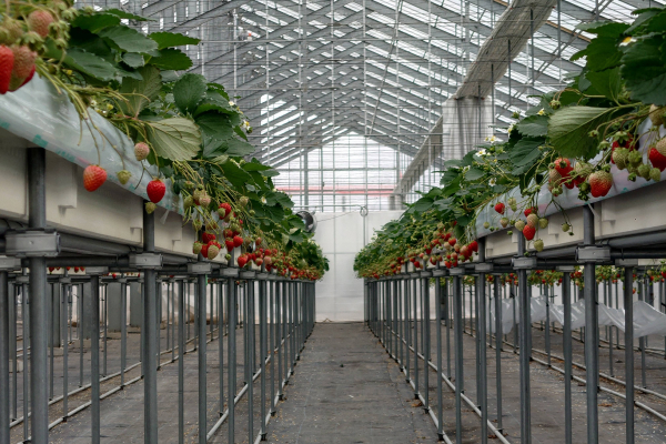 A hygienic greenhouse for strawberry picking. It is accessible to people with wheelchairs and prams.