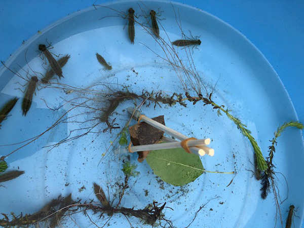 Rescued dragonfly nymphs