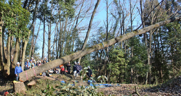 Fifth-year students watching a tree being felled