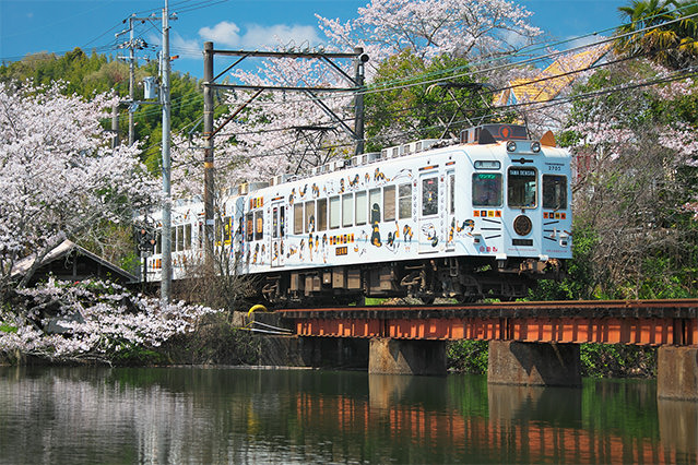 The Wakayama Electric Railway’s Tamaden train decorated with cat illustrations crossing a bridge surrounded by cherry blossoms