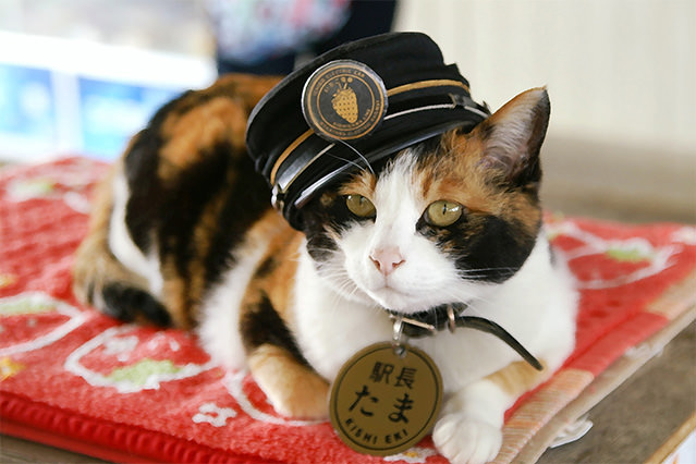 Tama, the famous cat stationmaster of the Wakayama Electric Railway, wearing a stationmaster’s hat