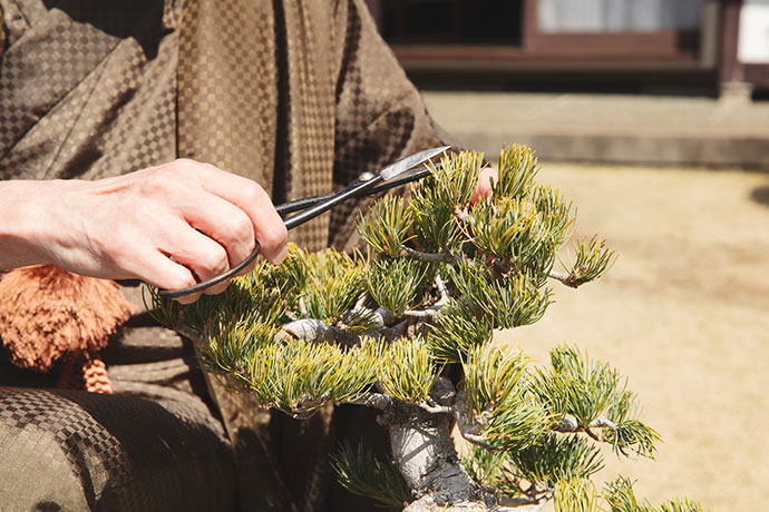 Bonsai Care Techniques