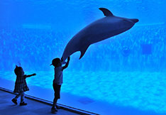 名古屋港水族館のイルカプール