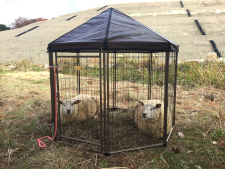 雨や日差しを避けるため、屋根のある小屋や休憩所を用意（提供：ワールド牧場）