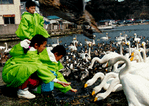 白鳥にえさをあげる子どもたち