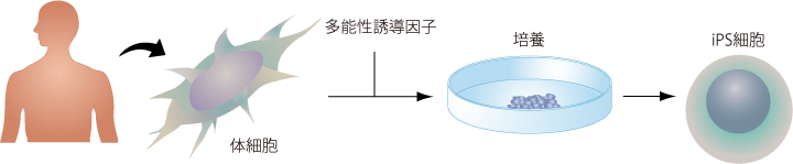 iPS細胞