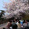 CHERRY-BLOSSOM VIEWING