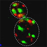 Seeing Inside Cells