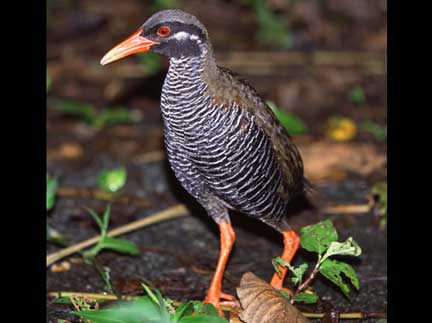 An Okinawa rail. ©Yanbaruno Morino Yoru