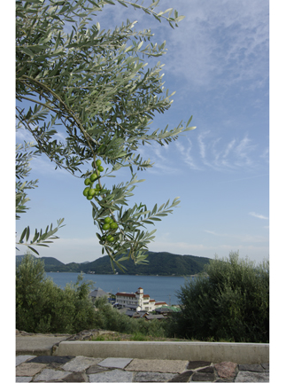 Olive Trees and the Seto Inland Sea.