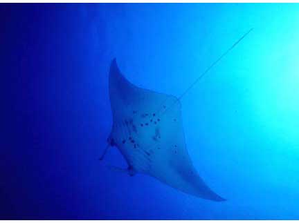 A manta ray. ©OCVB