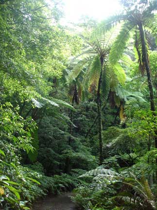 Kinsakubaru virgin forest. (C)Amami City