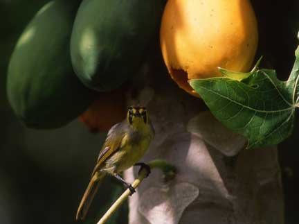 A rare Bonin white-eye.