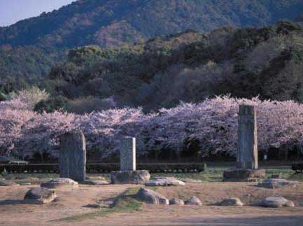 Cherry blossom at the ruins of the Dazaifu government office. (C)Iwasaki Takashi