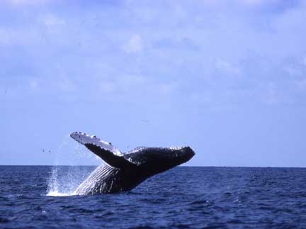 Humpback whales are a spectacular sight close-up.