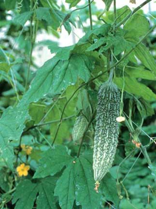 Goya (bitter melon). ©OCVB