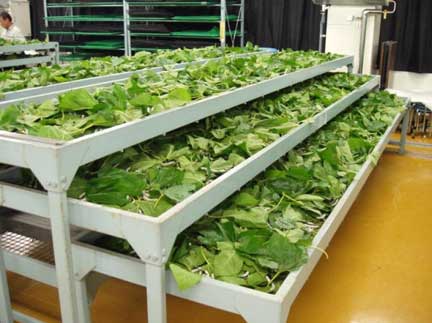 Silkworm breeding shelves ©National Institute of Agrobiological Sciences