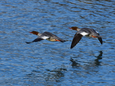  Waterfowls elegantly taking off from the water’s surface