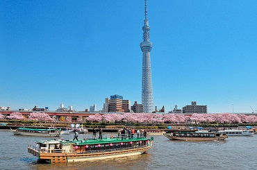 “Sightseeing route around the banks of the River Sumida” to view the cherry blossoms. The tower in the background is a modern landmark, the “Tokyo Sky Tree.” (Tokyo Yakatabune Association)