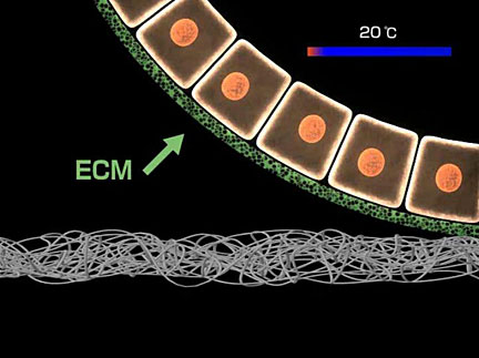 Structure of a cell sheet, consisting of proliferated cells and extracellular matrix (ECM)