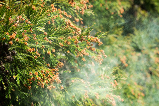 In spring, copious quantities of cedar and cypress pollen from trees planted on the mountains mix while airborne, and many people living in cities develop hay fever. The white smoke visible at the bottom right of the photo is pollen.