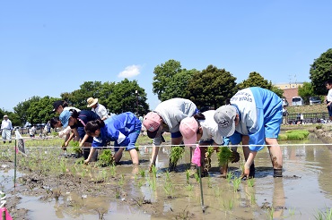 插秧活动的情形（由行田市・农田艺术大米种植体验事业推进协议会提供）