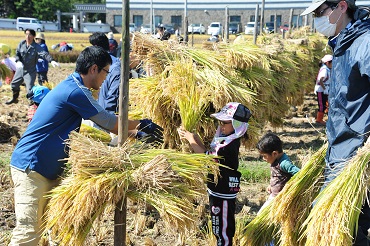 稻米收割活动的情形（由田舍馆村乡村振兴推进协议会提供）