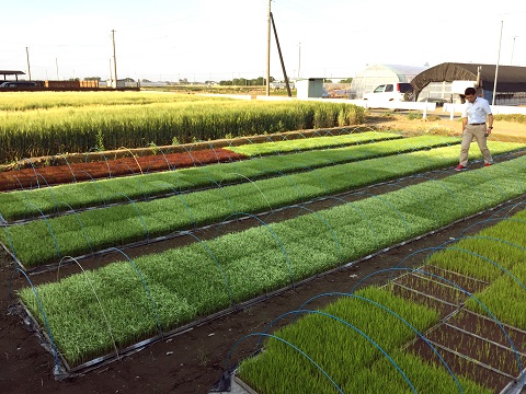 Plantones de arroz creciendo en una granja (Cortesía de la ciudad de Gyoda - Consejo para la Promoción del Tambo Art - Sesiones prácticas de cultivo de arroz)