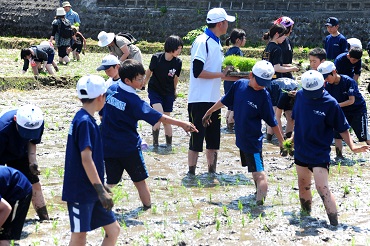 Foto de un evento plantando en los arrozales (Cortesía del Consejo para la Promoción y Revitalización de la villa de Inakadate)