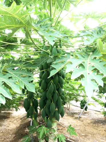 Flores (lado izquierdo) y frutos en una planta de café (cortesía de D&T Farm)