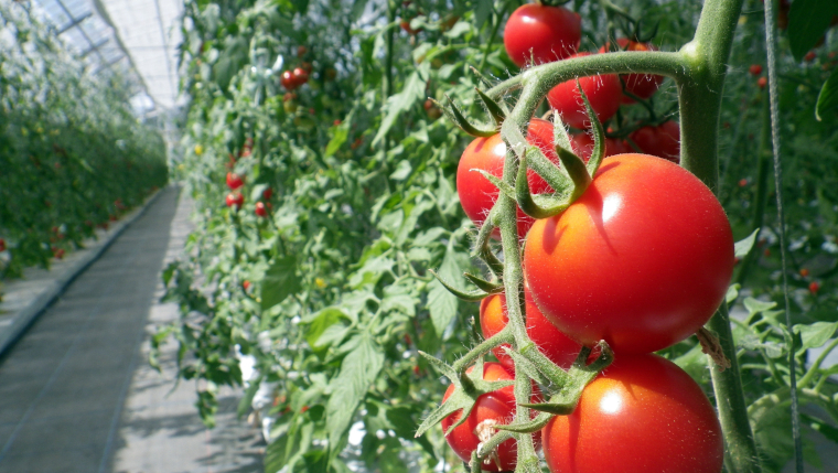 Tomates que saben y huelen muy bien, y además tienen un alto contenido de licopeno, aminoácidos y GABA (cortesía de Mebiol)