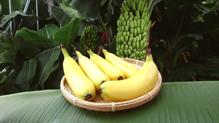 Bananes cultivées avec succès dans les régions tempérées du Japon (avec la permission de D&T Farm)