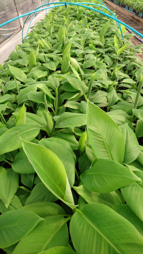 Plants de bananes (avec la permission de D&T Farm)