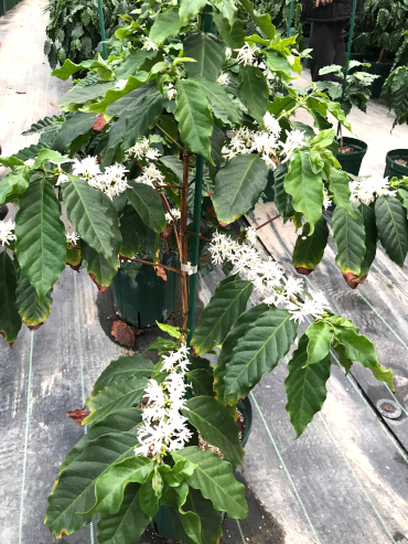 Fleurs (côté gauche) et fruits sur un caféier (avec la permission de D&T Farm)