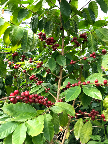 Fleurs (côté gauche) et fruits sur un caféier (avec la permission de D&T Farm)