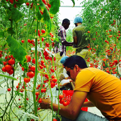 Des plants de tomates chargés de fruits poussent sur le « film IMEC » à Dubaï au Moyen-Orient (avec l’autorisation de Mebiol)