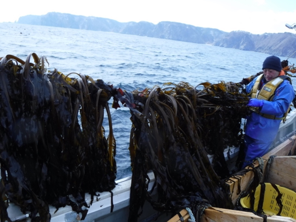 Gathering wakame seaweed