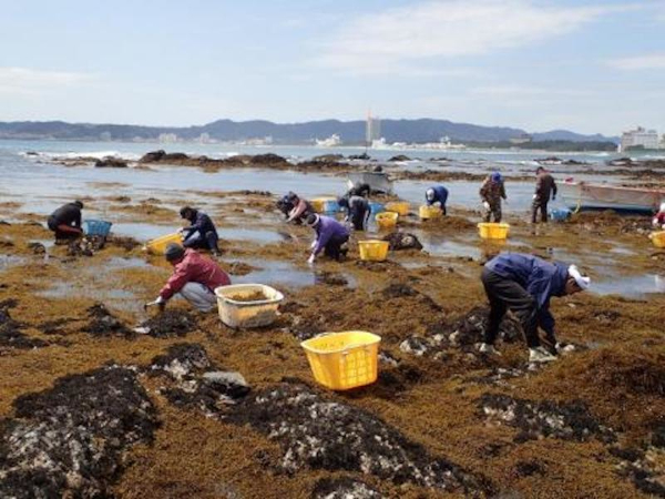 Gathering hijiki seaweed.