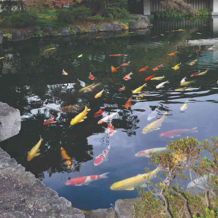 东京赤坂“迎宾馆”的鱼池中，色彩缤纷的锦鲤在优雅地游动