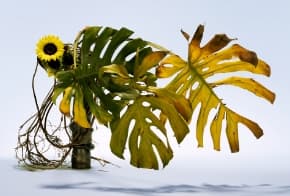 An arrangement by the headmaster of the Sogetsu school. Featuring sunflowers and monstera, it is themed around the month of August. (Photo by Chukyo Ozawa, courtesy of Sogetsu Foundation)