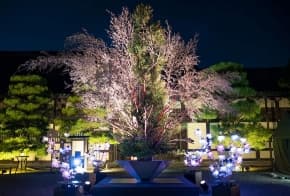 Cette œuvre invite les visiteurs à illuminer la nuit en ajoutant leur propre fleur lumineuse à un grand arrangement d’ikebana collaboratif. (©naked inc)