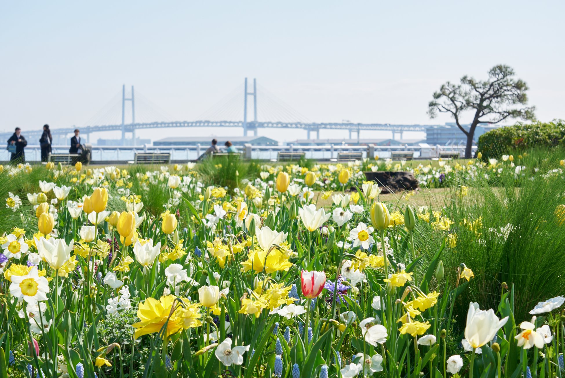 每年春暖花开时，横滨都会举办“横滨花园项链 (Garden Necklace Yokohama)”活动，让大家充分领略城市绿意环绕的美好。