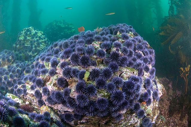 Les oursins constituent une menace pour les champs d’algues.