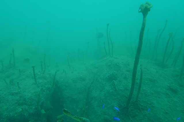 Les champs d’algues autrefois abondants disparaissent en raison du changement climatique, des dommages causés par d’autres espèces et de l’acidification des océans.