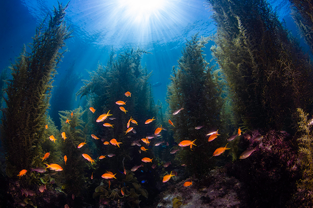 Les forêts d’algues constituent un habitat essentiel pour de nombreuses espèces marines.